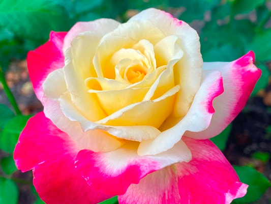 The red blend colored Hybrid Tea rose named Double Delight; information provided by the Kansas City Rose Society.
