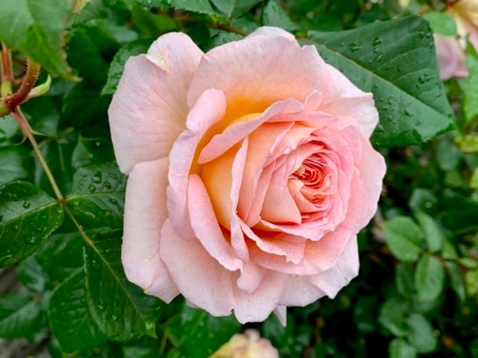 The apricot blend colored David Austin shrub rose named Abraham Darby.