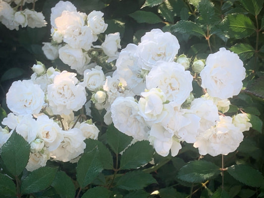 The white colored shrub rose named Alba Meidiland