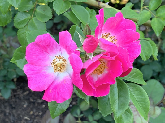 The pink blend colored hybrid Wichurana rose named American Pillar.