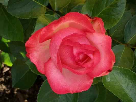 The  light yellow colored shrub rose named Antike 89.