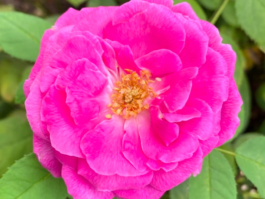 The medium pink colored Hybrid Perpetual rose named Baronne Prevost.