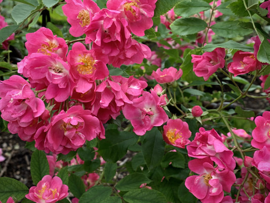 The pink blend colored Floribunda rose named Belinda.