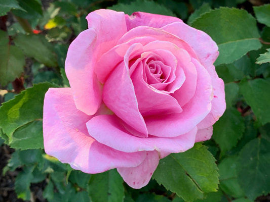 A photo of the medium pink colored shrub rose named Belinda's Dream.