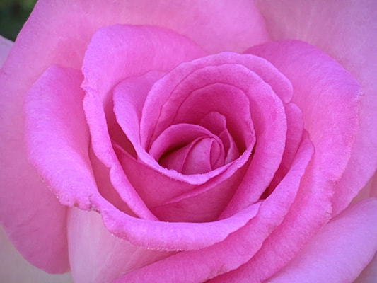 The  pink blend colored hybrid tea rose named Beverly.