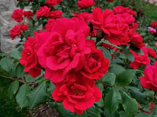 The medium red colored Large-Flowered Climber rose named Blaze.