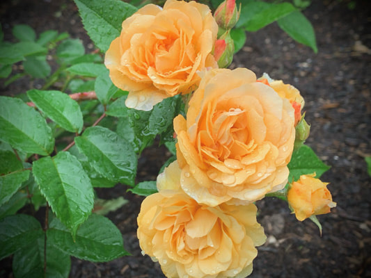 The apricot blend colored Hybrid Musk rose named Buff Beauty.
