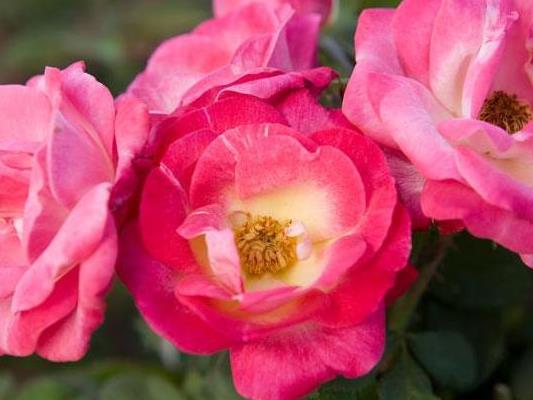 The pink blend colored large-flowered climber rose named Clair Matin.