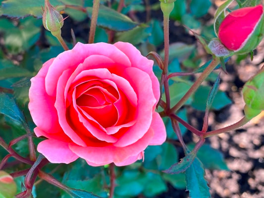 The red blend colored shrub rose named Carefree Celebration.