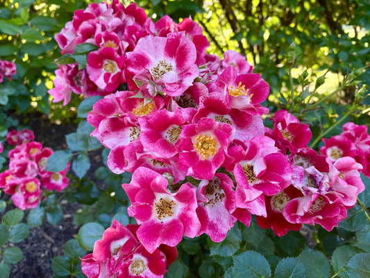  The red blend colored shrub rose named Carefree Spirit.