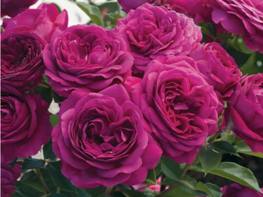 A description of the mauve colored Floribunda rose named Celestial Night