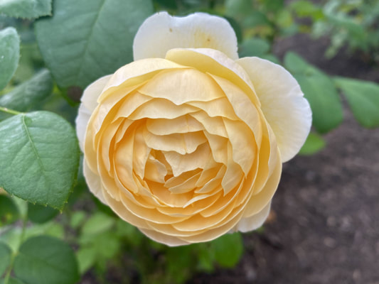 The apricot blend colored David Austin shrub rose named Charlotte.