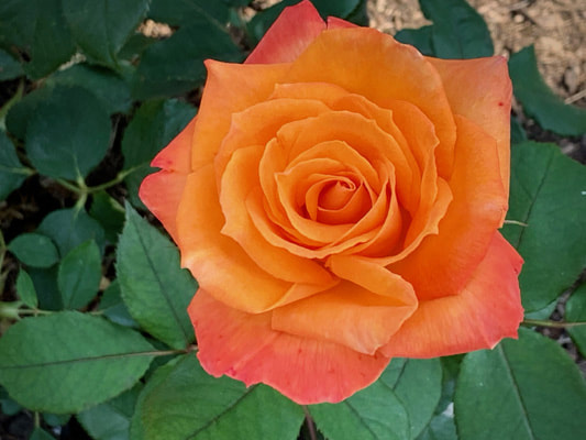 The orange blend colored hybrid tea rose named Chris Evert.