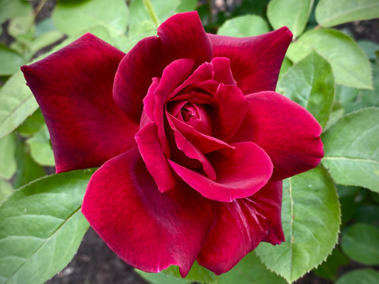 The dark red colored Hybrid Tea rose named Chrysler Imperial; information provided by the Kansas City Rose Society.
