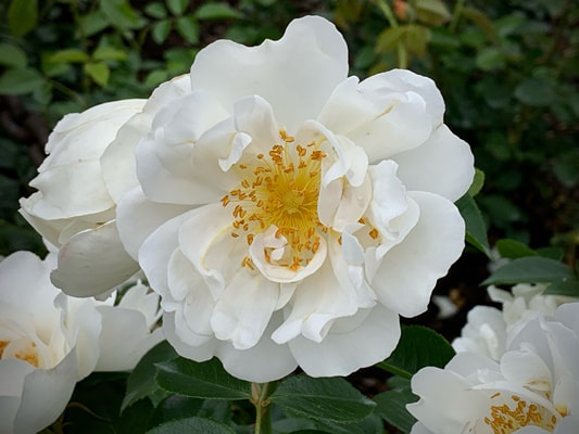 The white colored large-flowered climber rose named City Of York.