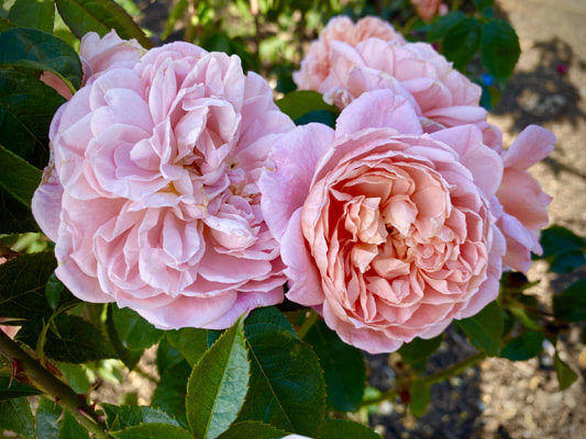 The medium pink colored Large-Flowered Climber rose named Colette.