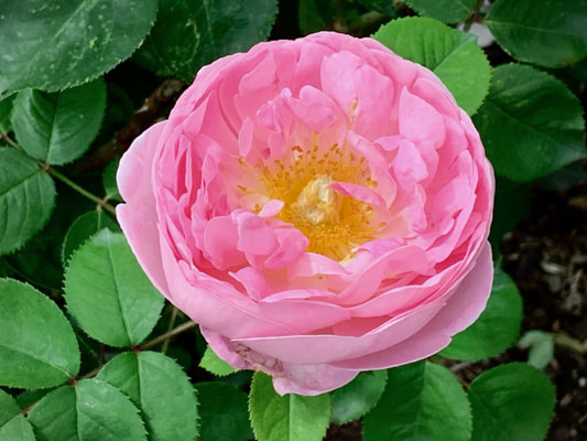 The pink blend colored Floribunda rose named Constance Spry.