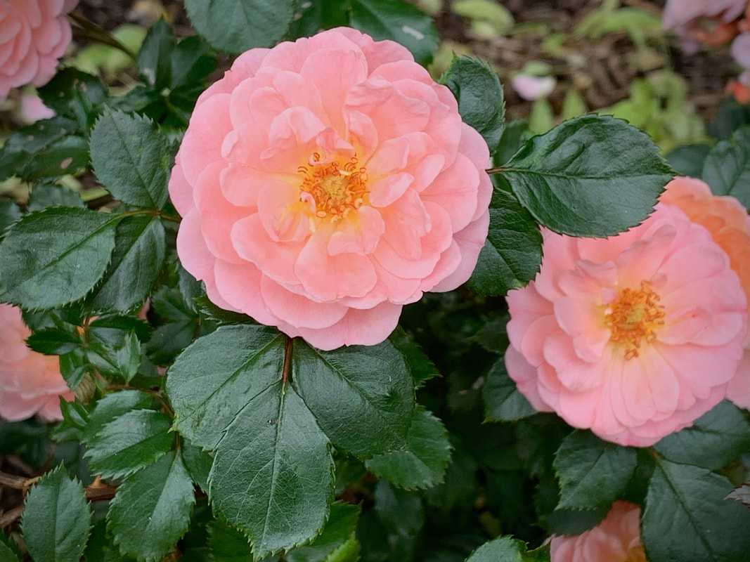 The orange pink colored shrub rose named Coral Drift.