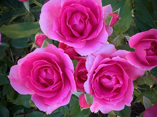 The medium pink colored Hybrid Perpetual rose named Country Dancer.