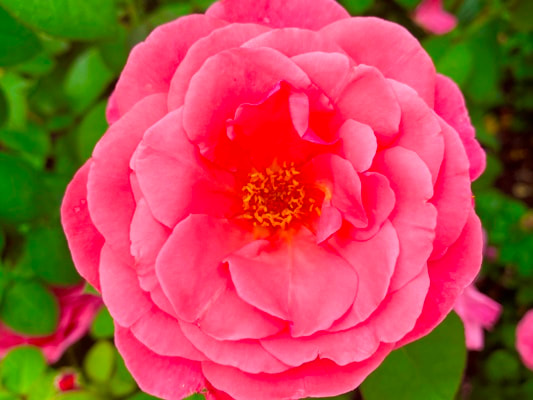 The medium pink colored hybrid tea rose named Dee-Lish.