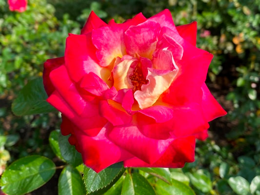 The red blend colored grandiflora rose named Dick Clark.