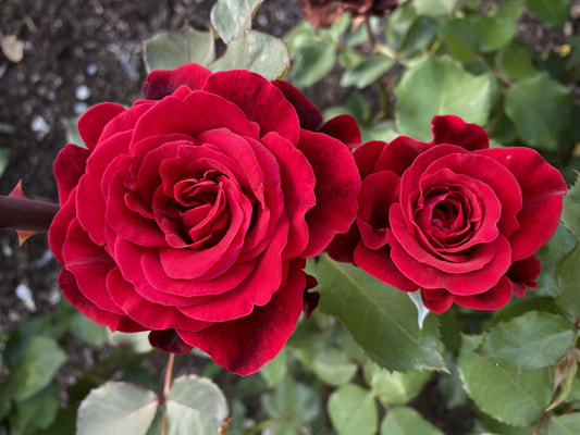 The dark red colored shrub rose named Don Juan.
