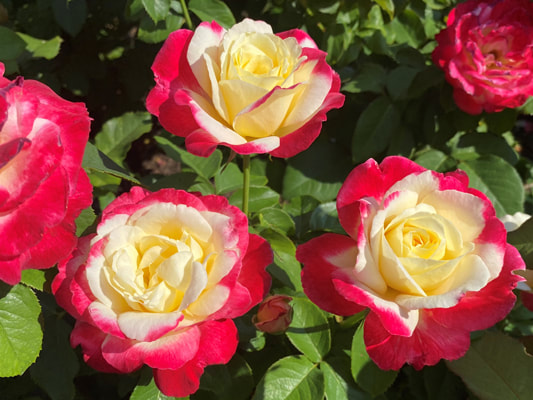 The red blend colored Hybrid Tea rose named Double Delight; information provided by the Kansas City Rose Society.