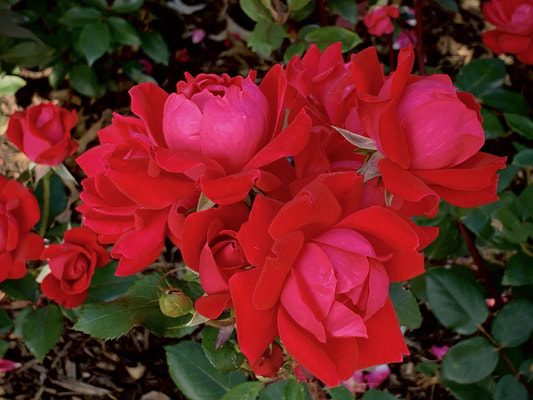 The medium red colored shrub rose named Double Knock Out.