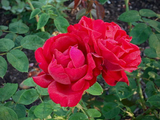 The medium red colored large-flowered climber rose named Dublin Bay.