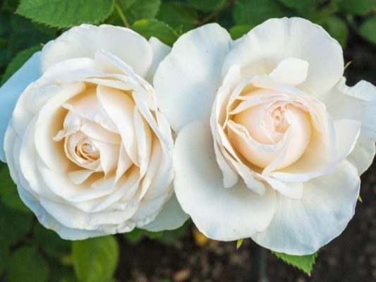 The white colored Floribunda rose named Easy Spirit..