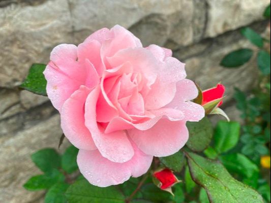 The medium pink colored large-flowered climber rose named Clair Matin.