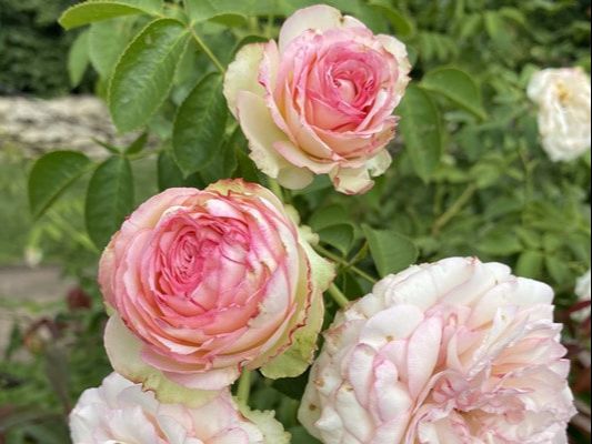 The pink blend colored Large-Flowered Climber rose named Pierre de Ronsard.