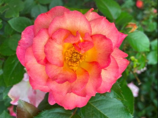 The pink blend colored Floribunda rose named Rainbow Sorbet.