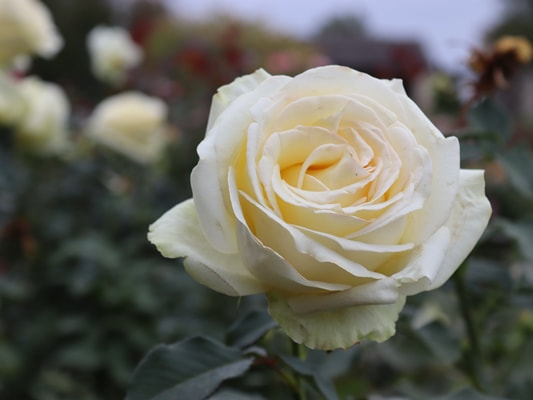 The light yellow colored Hybrid Tea rose named Elina.