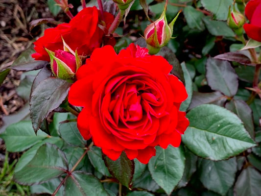 The  dark red colored Floribunda rose named Europeana.