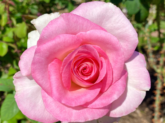 The pink blend colored hybrid tea rose named Falling In Love.