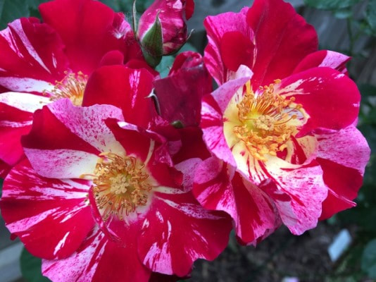 The  red blend colored large-flowered climber rose named Fourth of July.