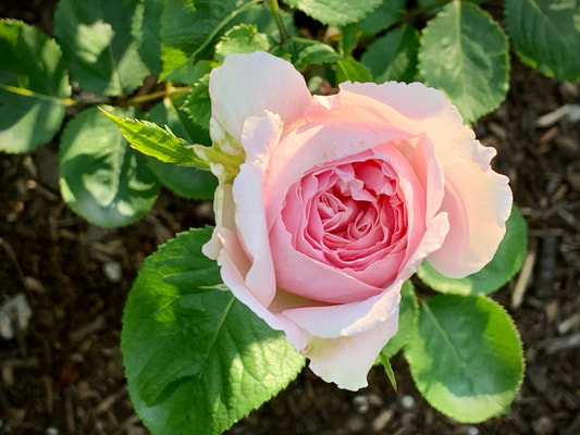 The  light pink colored hybrid tea rose named Frederic Mistral.