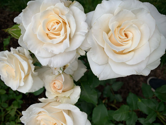 The white colored Floribunda rose named French Lace.