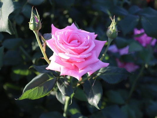 The medium pink colored Floribunda rose named Gene Boerner.
