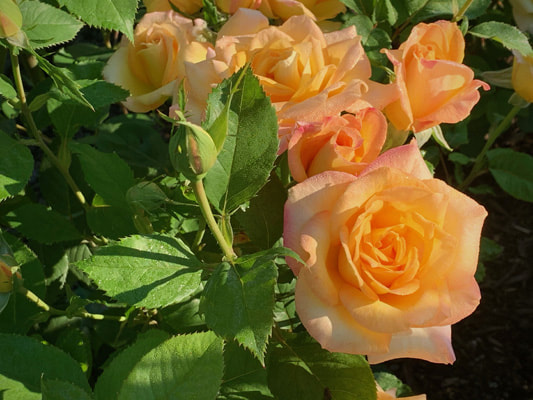 The medium yellow colored Hybrid Tea rose named Gold Medal.