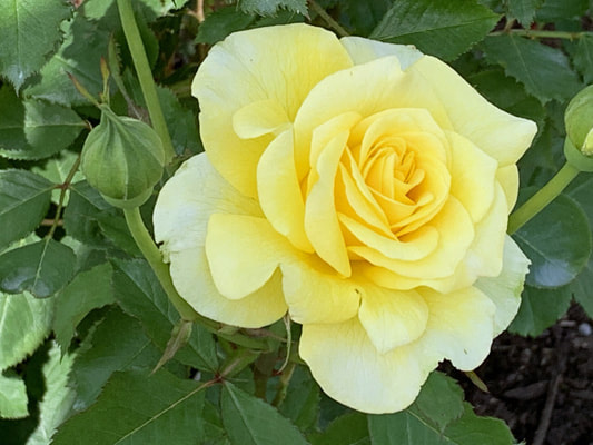 The yellow blend colored Hybrid Tea rose named Golden Fairy Tale.