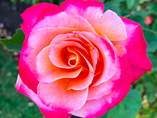 The red blend colored Hybrid Tea rose named Granada.