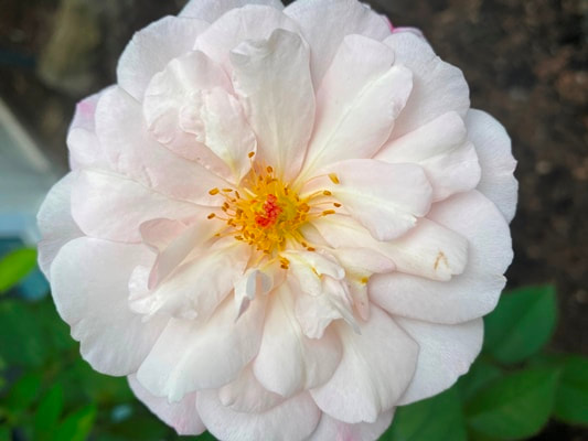 The light pink colored Floribunda rose named Gruss an Aachen.