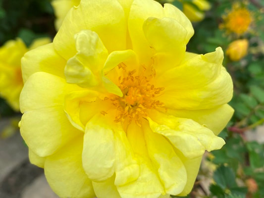 The  deep yellow colored Hybrid Foetida rose named Harison’s Yellow.