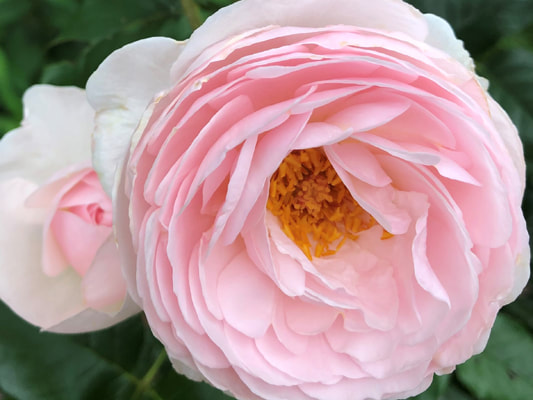 The light pink colored David Austin shrub rose.
