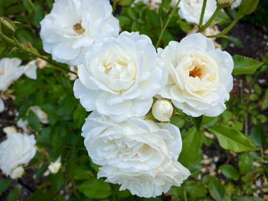 The white colored Floribunda rose named Iceberg.