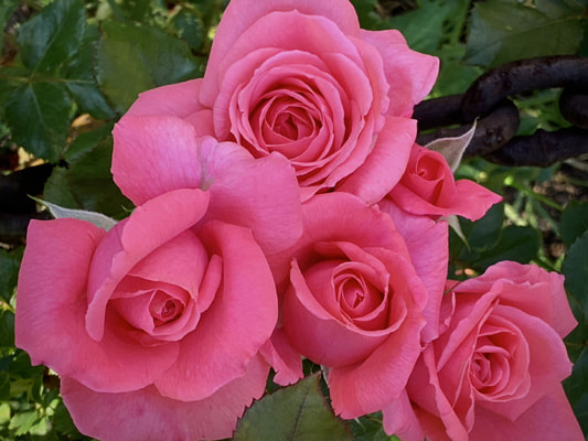 The medium red colored Hybrid Kordesii rose named John Cabot.