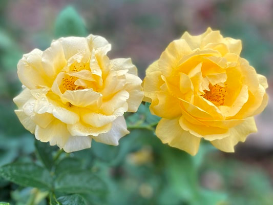 The medium yellow colored Floribunda rose named Julia Child.