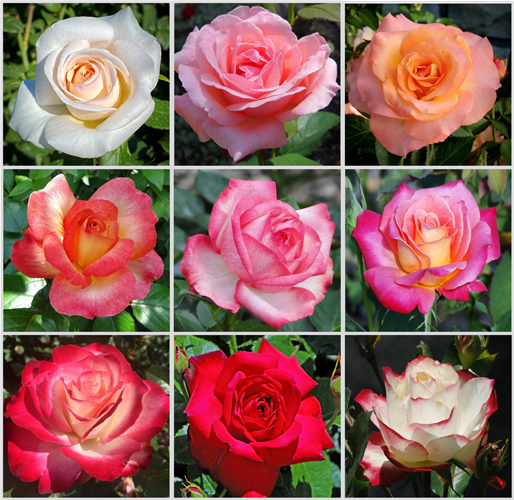 Collage of 6 different roses that can be found in the Loose Park Rose Garden.
